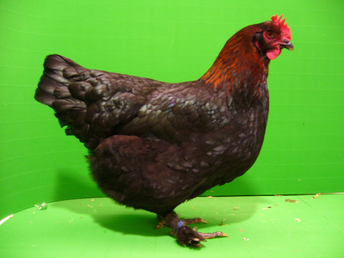 Marans schwarz-Kupfer